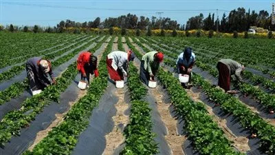 «فيتش»: صادرات مصر الزراعية تحقق أرقامًا قياسية مع استمرار دعم القطاع 