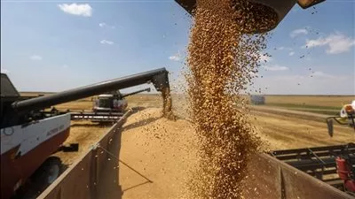 غرفة الحبوب: زيادة سعر أردب القمح يساهم في ارتفاع معدلات التوريد 