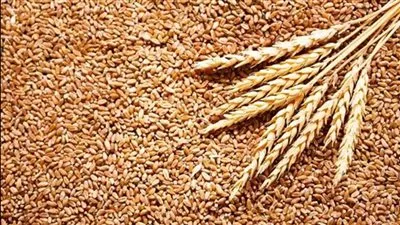 هيئة السلع التموينية تتعاقد على شراء 240 ألف طن قمح روسي 