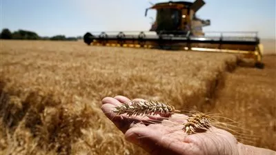 «السلع التموينية» تتعاقد على شراء 600 ألف طن قمح روسي