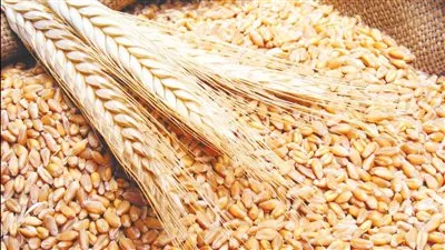 «السلع التموينية» تعلن عن ممارسة لشراء القمح المستورد