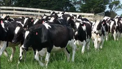 وزير التموين: ندرس استيراد الأبقار واللحوم من الصومال وتشاد