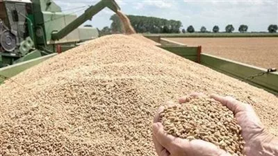 «صناعة الحبوب»: ارتفاع عدد المطاحن بالبورصة السلعية ساهم في توازن الأسعار