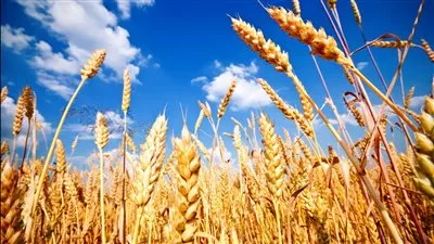 وزير التموين: احتياطي القمح يكفي 5.9 شهر والزيت 5 أشهر