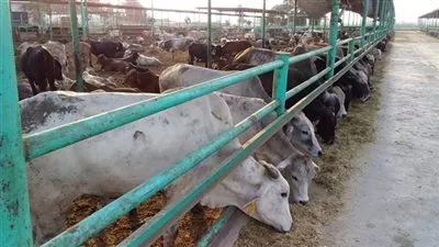 «التموين» تستقبل 300 رأس ماشية سودانية استعدادا لعيد الأضحى