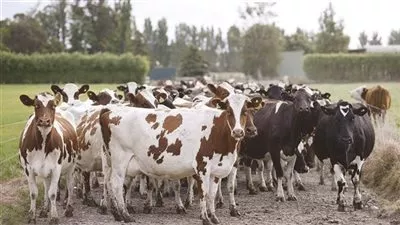 «التموين» : استقبال 5 آلاف رأس ماشية من جيبوتي حتى الآن 