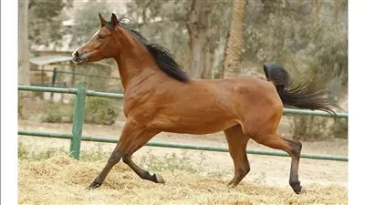 توقعات بارتفاع قيمة سوق التأمين على الخيول إلى 1.6 مليار دولار