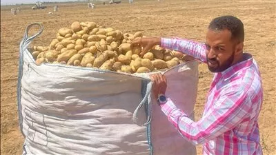 «الزراعة»: فحص 992 الف طن بطاطس للتصدير خلال 6 اشهر
