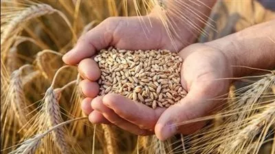 ارتفاع أسعار القمح 3% بعد إعلان روسيا توقف «اتفاق الحبوب»