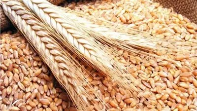 أسعار القمح ترتفع لأعلى مستوى في 5 أشهر 