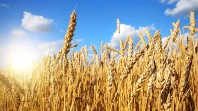 غرفة صناعة الحبوب: ارتفاع المخزون الاستراتيجي للقمح إلى 6 أشهر