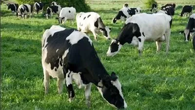 الزراعة: تحصين 4.5 مليون رأس ماشية ضد الحمى القلاعية والوادي المتصدع