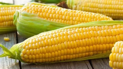 مصر تعلن عن ممارسة دولية لشراء ذرة صفراء