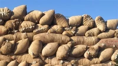 بدء عمل منظومة تداول الأقطان  بالوجه القبلي وفتح 27 مركزا للتجميع بـ5 محافظات