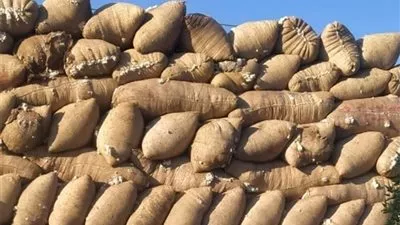 «قطاع الأعمال» تعلن بدء عمل منظومة تداول الأقطان للموسم الحالي