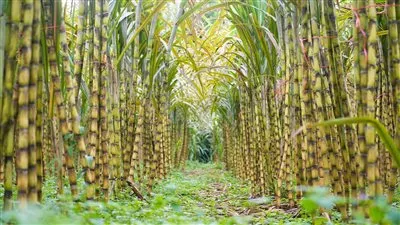 «التموين»: توريد 135 ألف طن قصب منذ بدء موسم الحصاد