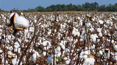 الإحصاء: 77,7% ارتفاعًا في صادرات القطن المصري