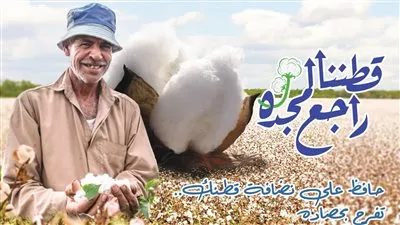 «قطاع الأعمال» بيع 983 قنطار قطن في الفيوم بسعر 3865 جنيهًا للقنطار