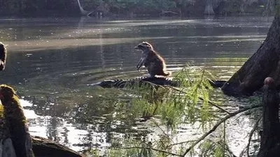 روسيا اليوم: راكون يمتطي ظهر تمساح لعبور النهر