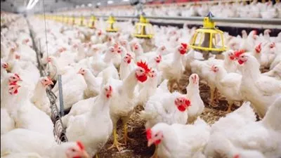 وزارة الزراعة تكشف حقيقة وجود فيروس يؤدى إلى نفوق الدواجن 