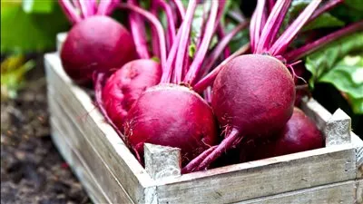 «الدلتا للسكر» تبدأ استلام محصول البنجر وتستهدف انتاج 300 ألف طن