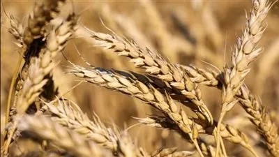 وزير التموين يعلن بدء موسم توريد القمح المحلي منتصف أبريل المقبل