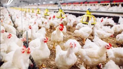 الحكومة تكشف حقيقة انتشار فيروس جديد يصيب الدواجن ويتسبب في نفوقها