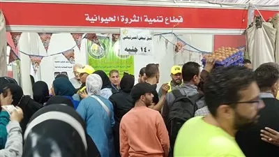 «الزراعة» تطرح بيض المائدة للمواطنين بـ 140 جنيه للكرتونة