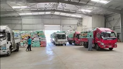 البنك الزراعي المصري يبدأ استلام محصول القمح في 190 موقعاً بالجمهورية