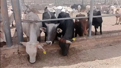  «التموين»: طرح 20 ألف رأس ماشية بالمنافذ والمجمعات خلال عيد الأضحي 