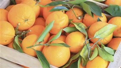 وزير الزراعة يعلن فتح اسواق فنزويلا أمام البرتقال المصري