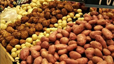 وقف 6 شركات عن تصدير البطاطس إلى بعض الدول