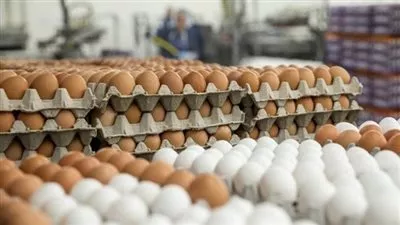 «الزراعة» تطرح كميات من بيض المائدة للبيع بسعر 120 جنيه للكرتونة 