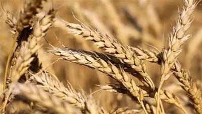 «التموين» تقرر إنهاء موسم توريد القمح المحي 2024.. غداً الخميس