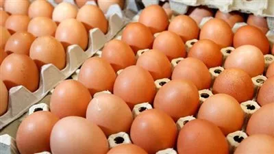 «منتجي الدواجن»: طرح كرتونة البيض بالمنافذ بسعر 150 جنيها خلال أيام 