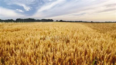 رئيس روسيا يدعو إلى إنشاء بورصة لتداول الحبوب بين دول بريكس