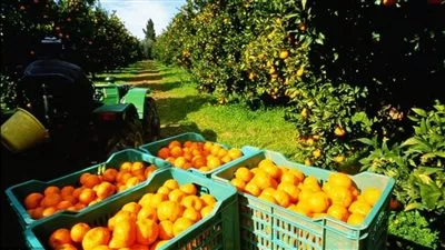 صادرات الموالح المصرية تقفز إلى 1.2 مليار دولار خلال 2023-2024