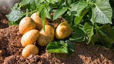 وزارة الزراعة تحدد ضوابط إنتاج وإعداد وفحص وتصدير البطاطس