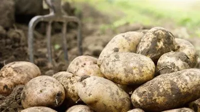 «الزراعة»: منح 103 شركة موافقات لاستيراد 238 ألف طن تقاوي بطاطس