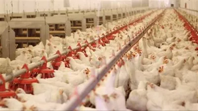 وزارة الزراعة تقرر السماح باستيراد الدواجن ومنتجاتها من الصين