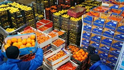 ارتفاع صادرات مصر الزراعية إلى 8.6 مليون طن خلال عام 2024