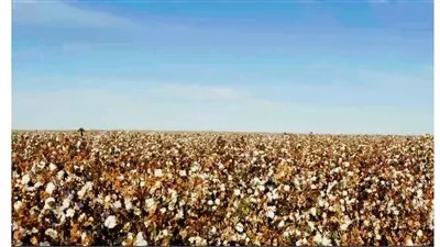 وزير قطاع الأعمال: نستهدف توفير مدخلات الإنتاج محليًا لمصانع الغزل والنسيج