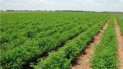 الحكومة تكشف حقيقة رفض تقنين أراضي تابعة لشركة تنمية الريف المصري