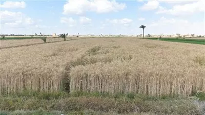 وزير التموين: بدء الموسم الرسمي لتوريد القمح المحلي الثلاثاء المقبل