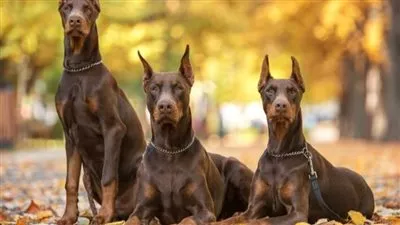 «الزراعة» تقرر تعديل قائمة الكلاب الجائز ترخيصها وتسجيلها