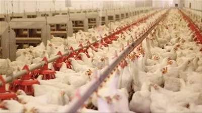 «منتجي الدواجن» يكشف حقيقة نفوق 30% من الثروة الداجنة