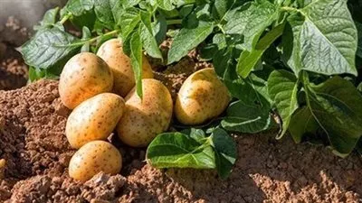  «الزراعة»: صادرات البطاطس المصرية تتجاوز مليون طن خلال الموسم الحالي