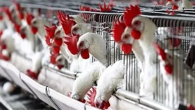 وزارتا «الصحة» و«الزراعة» تنفيان إصابة الدواجن بفيروس وبائي 