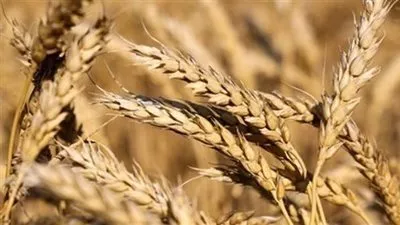تراجع واردات مصر من القمح 31% خلال 7 أشهر