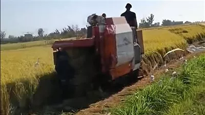 تكثيف جهود ميكنة الزراعة الآلية لدعم حصاد محصول الأرز 